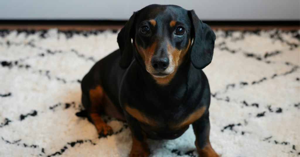 Dachshund dog portrait sitting indoors, representing pet insurance coverage for breed-specific conditions like IVDD