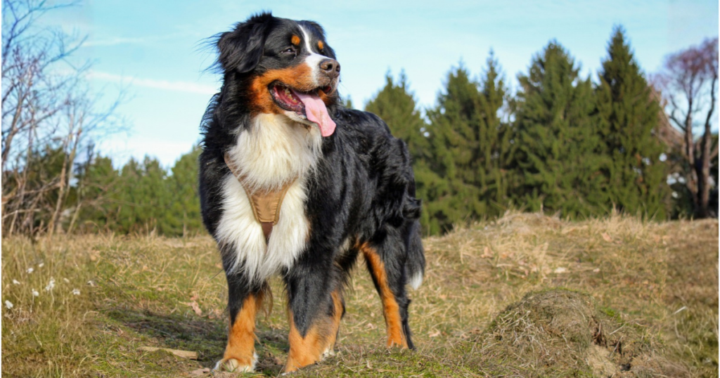 Bernese mountain dog pet insurance, dog portrait outdoors