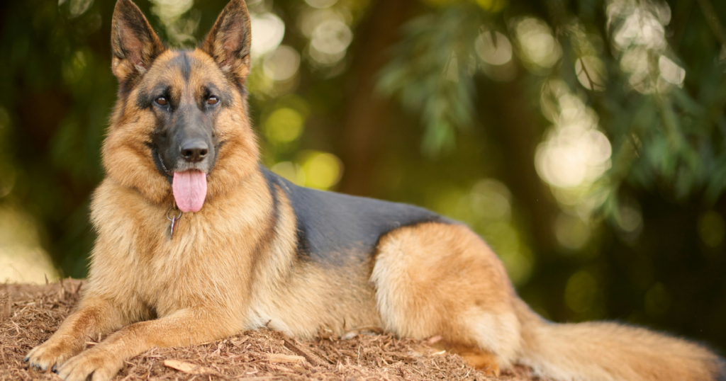 German Shepherd Pet Insurance: The Complete Cost Guide (2026)