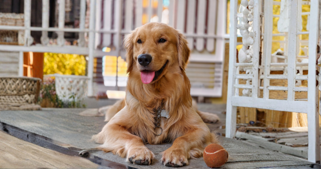Golden Retriever dog at a veterinary checkup, representing pet insurance coverage for cancer and hereditary conditions