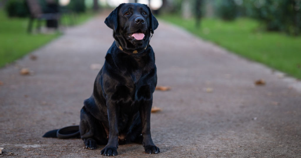 Labrador Retriever standing outdoors, a breed with elevated risk of hip dysplasia and hereditary obesity a Labrador Retriever insurance guide