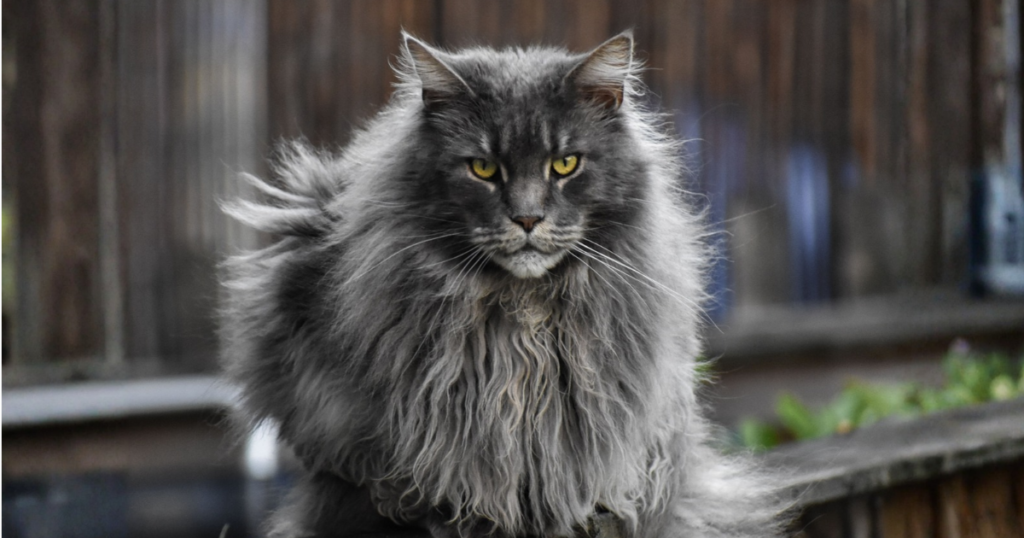 Maine Coon pet insurance