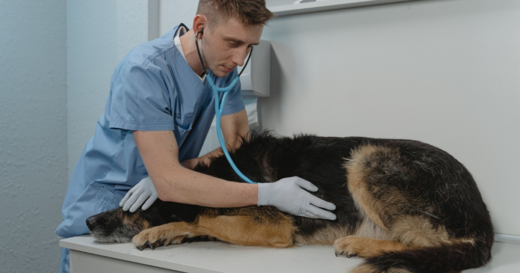Pet insurance bloat coverage, German Shepherd at veterinary emergency exam