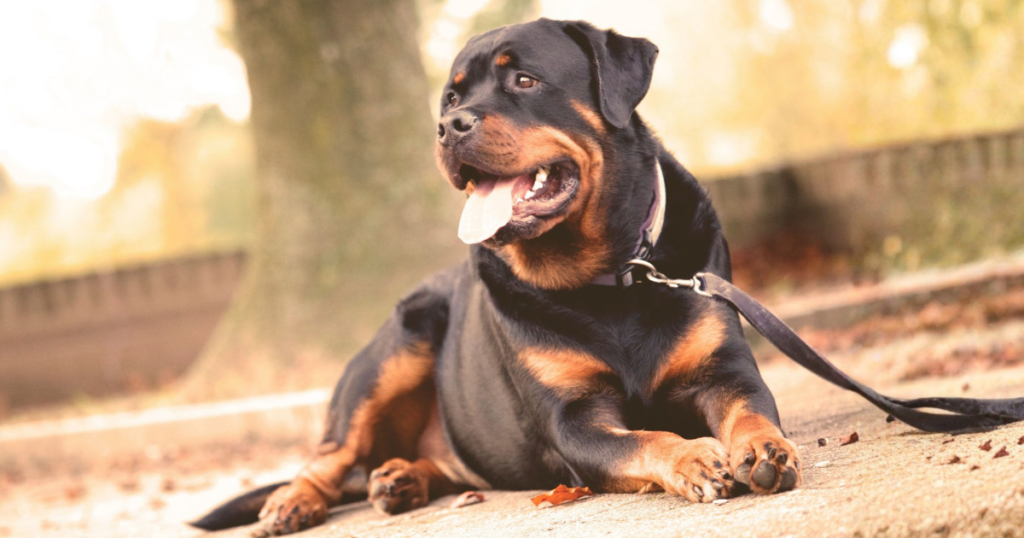 Rottweiler pet insurance, Rottweiler dog portrait outdoors