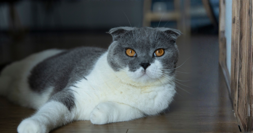 Scottish Fold pet insurance, cat with folded ears portrait