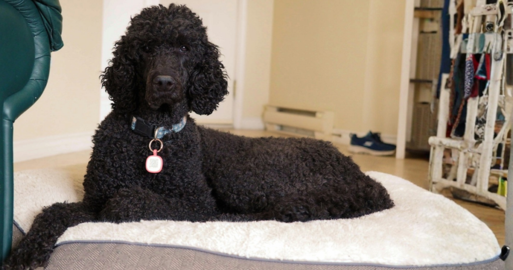 Poodle pet insurance, Standard Poodle resting indoors on a dog bed