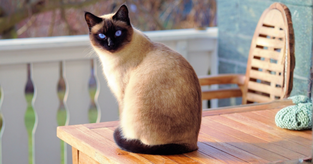 Siamese cat pet insurance, Siamese cat portrait