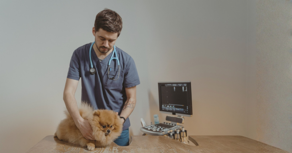 Dog vet genetic testing for dog DNA testing and pet insurance