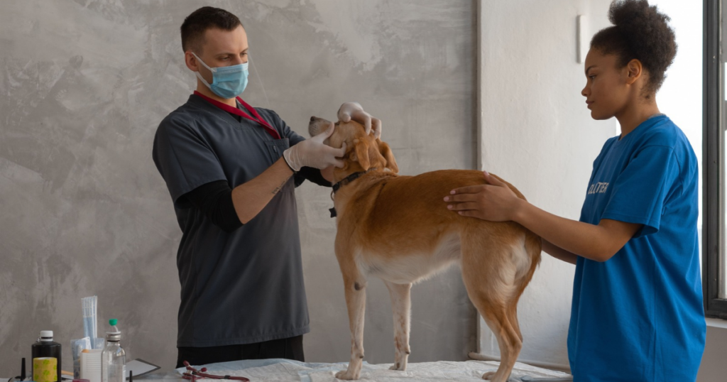 Pet insurance epilepsy dogs, veterinarian examining a dog during a checkup