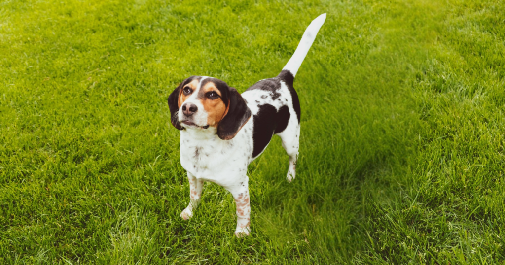 Beagle pet insurance, Beagle dog playing outdoors in a yard