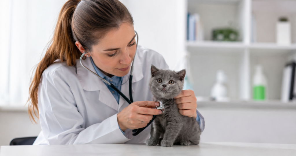 British shorthair pet insurance, veterinarian examining a british shorthair kitten