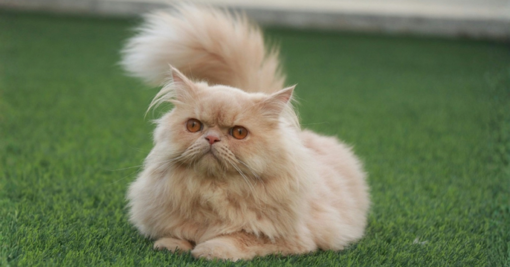 Persian cat pet insurance, Persian cat portrait outdoors