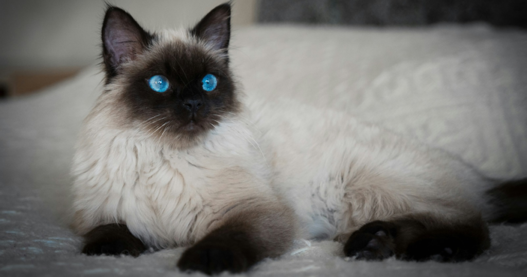 Ragdoll pet insurance