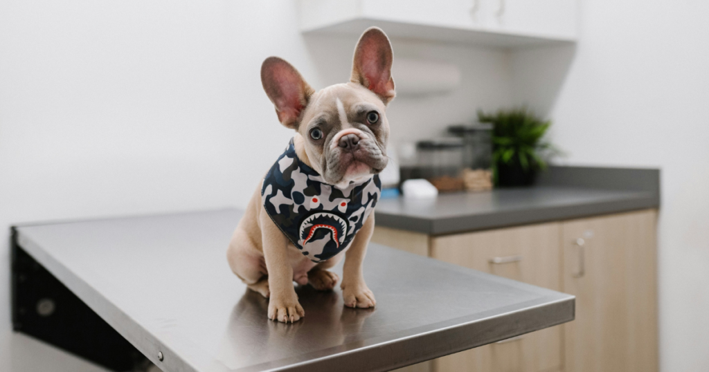 French Bulldog pet insurance