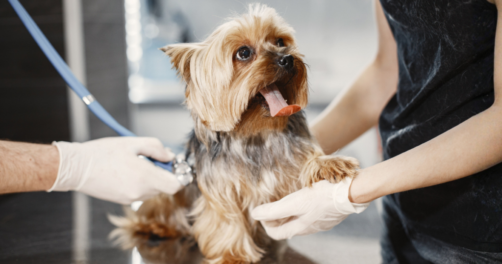 Yorkshire terrier pet insurance, veterinarian examining a yorkshire terrier puppy
