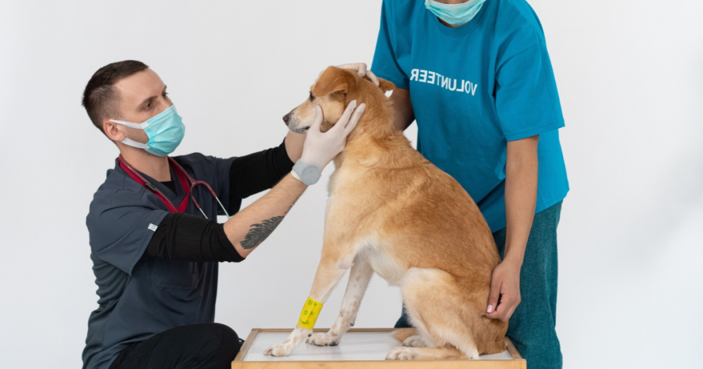 Veterinarian examining a dog, representing pet insurance coverage rules for pre-existing conditions