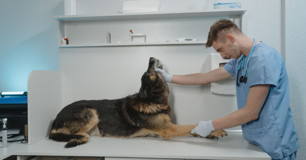 pet insurance CCL surgery