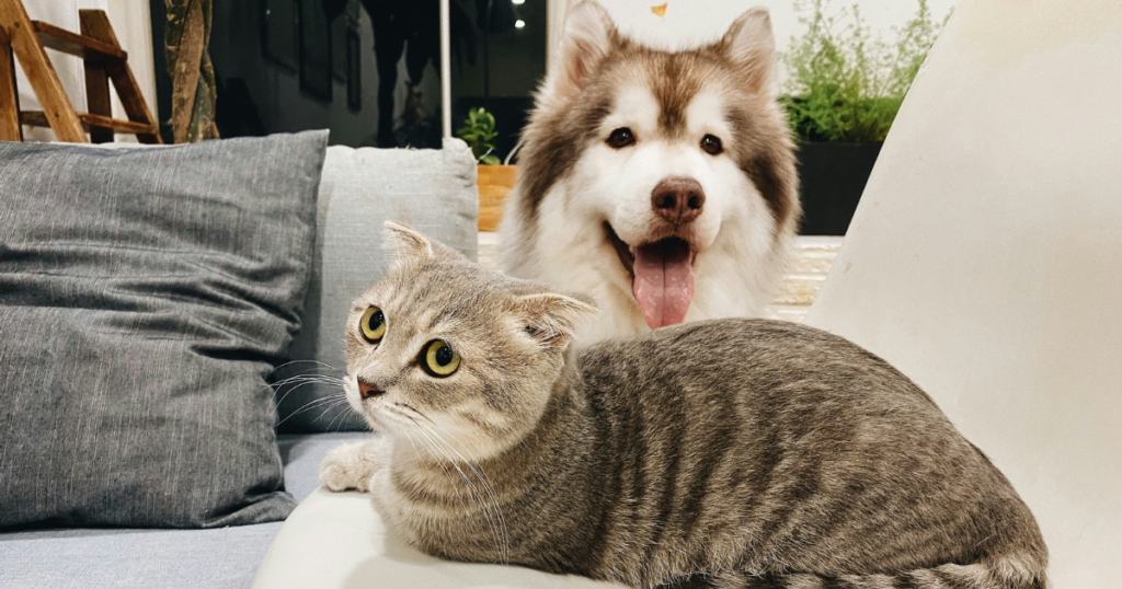 Dog and cat sitting together at home, representing a multi-pet household comparing pet insurance discounts