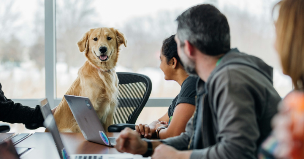 Golden retriever sitting in on an office meeting, representing pet insurance through employer benefits