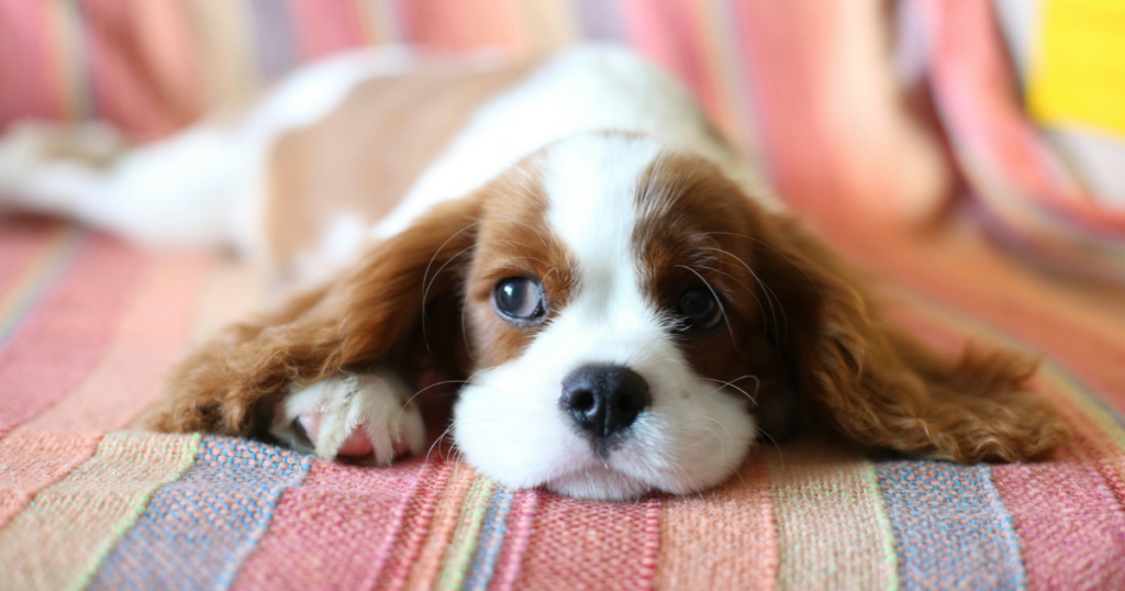 Cavalier King Charles Spaniel puppy resting, a breed prone to mitral valve disease and syringomyelia requiring early pet insurance enrollment