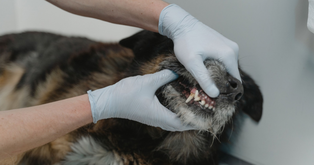 Veterinarian examining a dog's teeth, illustrating how pet insurance that covers dental illness differs from accident-only dental coverage